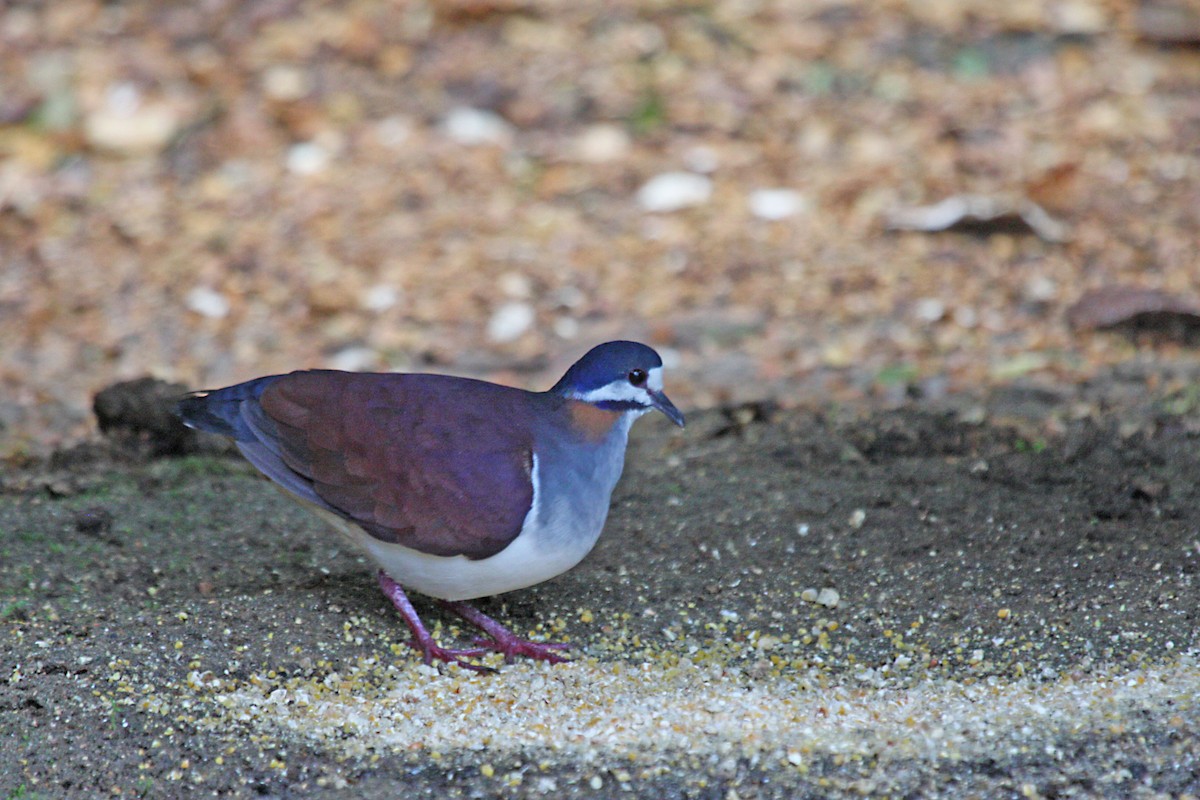Purple Quail-Dove - ML609470248