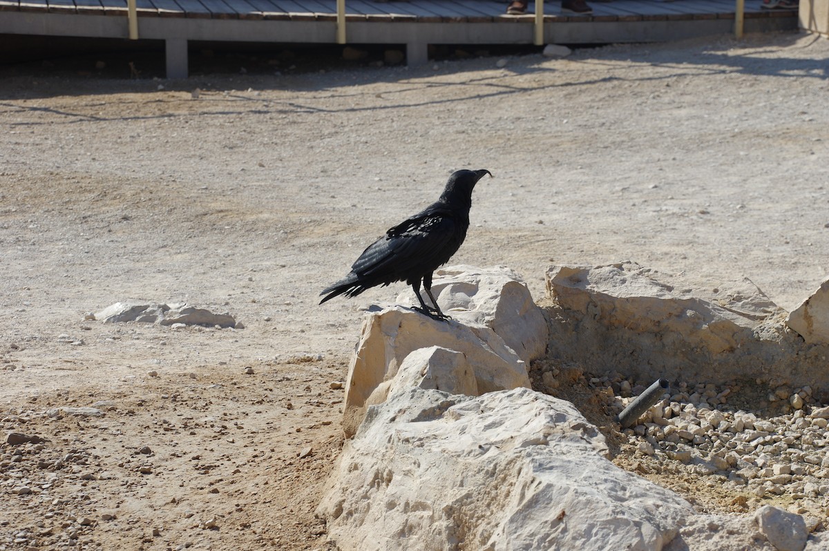Brown-necked Raven - ML609470486