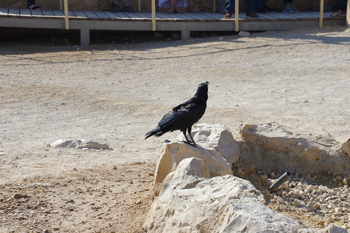 Brown-necked Raven - ML609470489