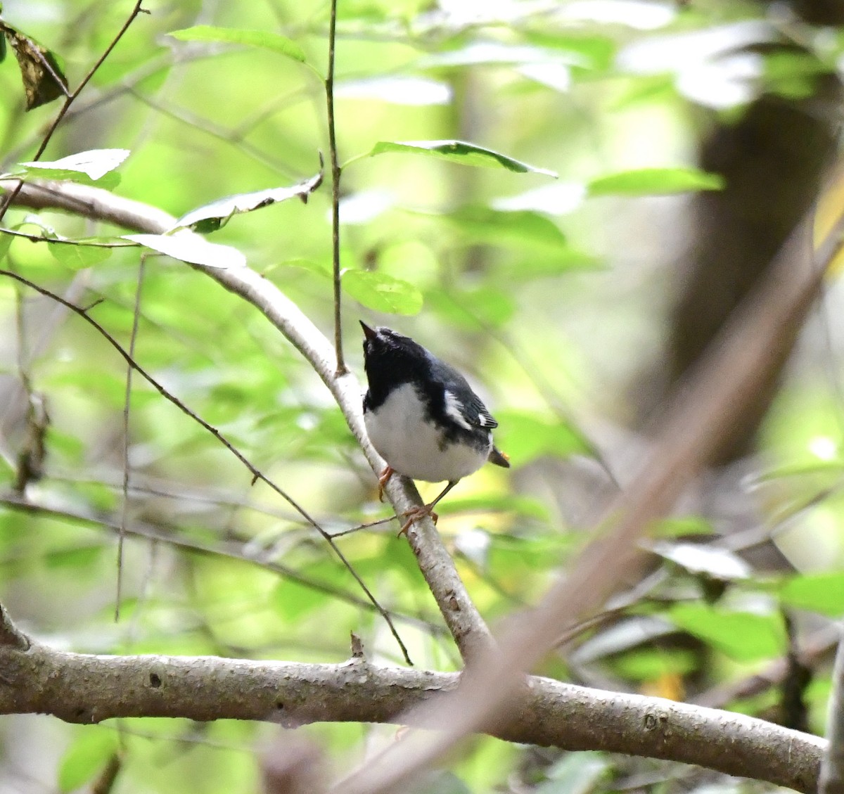 Black-throated Blue Warbler - ML609470761