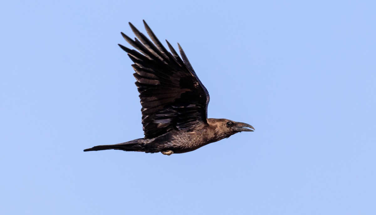 Brown-necked Raven - ML609470800