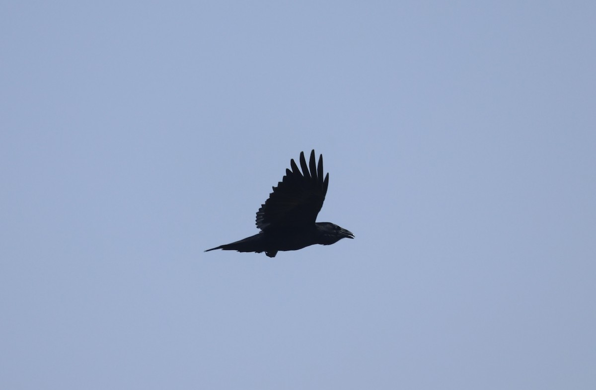 Common Raven - ML609470827