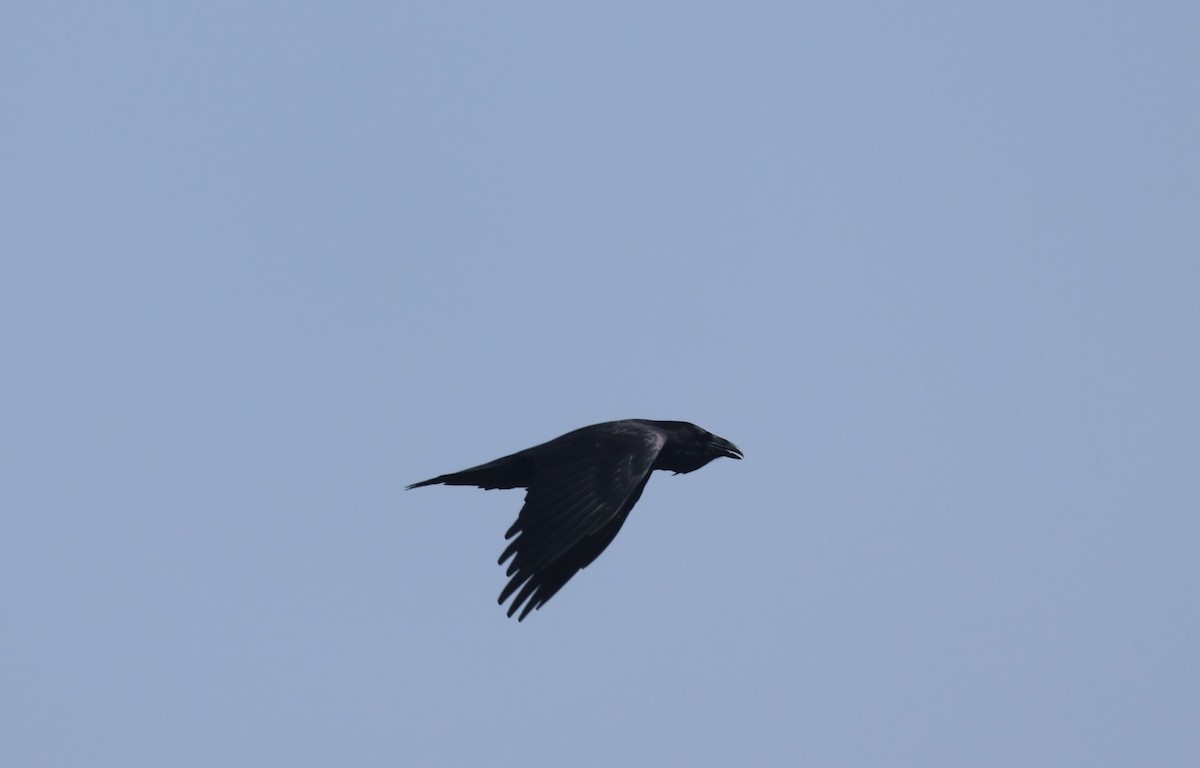 Common Raven - ML609470831