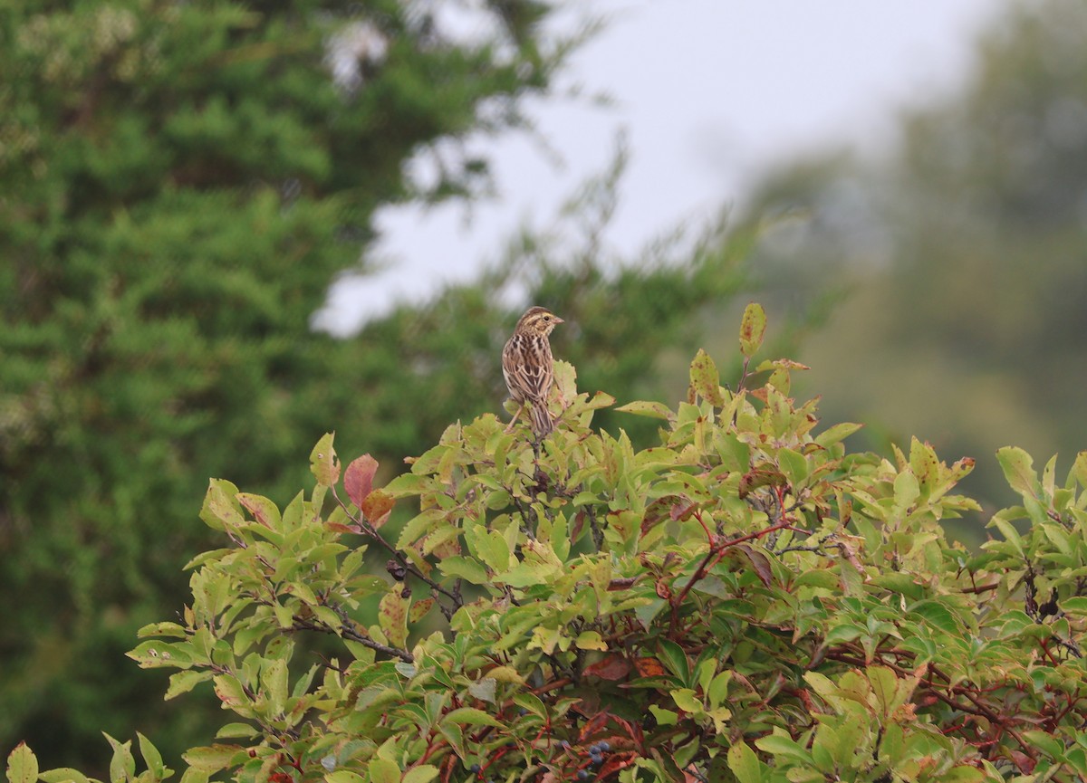 Savannah Sparrow (Savannah) - ML609470905