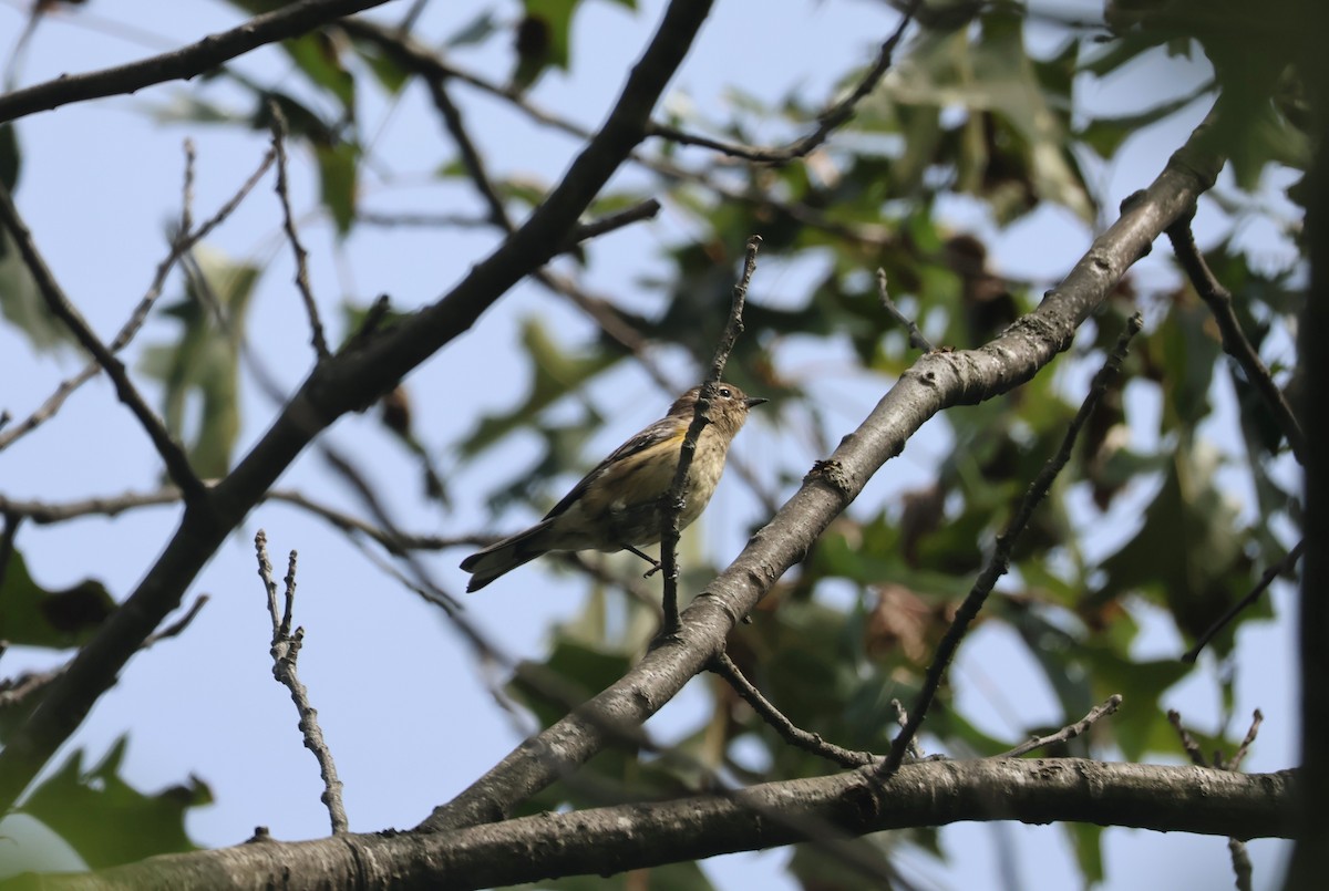 Yellow-rumped Warbler (Myrtle) - ML609470924