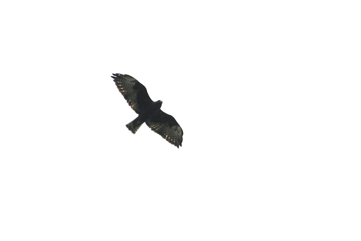 Short-tailed Hawk - ML609471238
