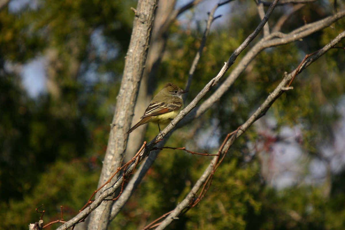 Great Crested Flycatcher - ML609471296