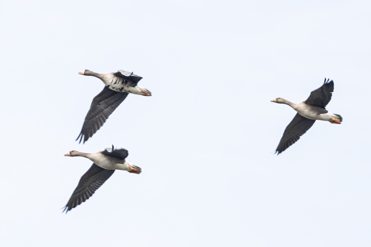 Greater White-fronted Goose - ML609471331