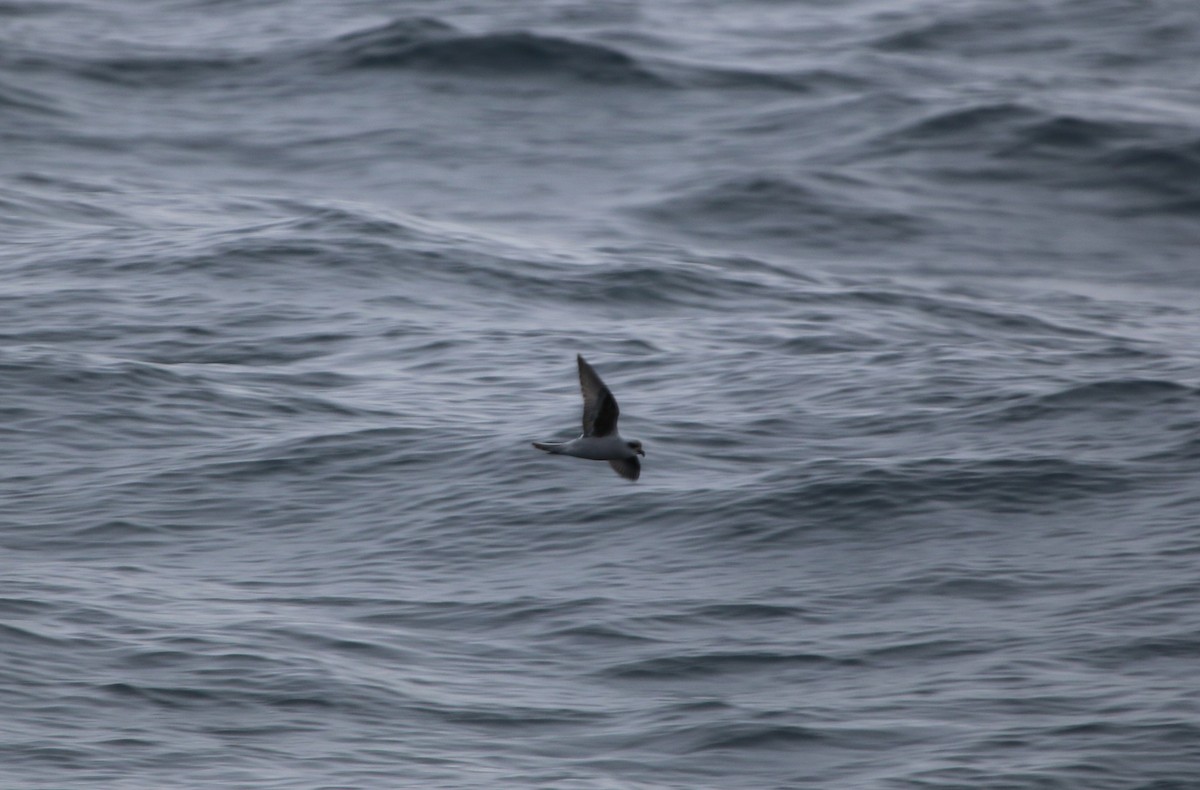 Fork-tailed Storm-Petrel - ML60947141