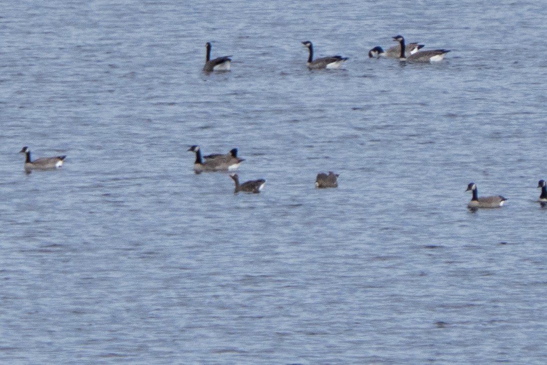 Greater White-fronted Goose - ML609471537
