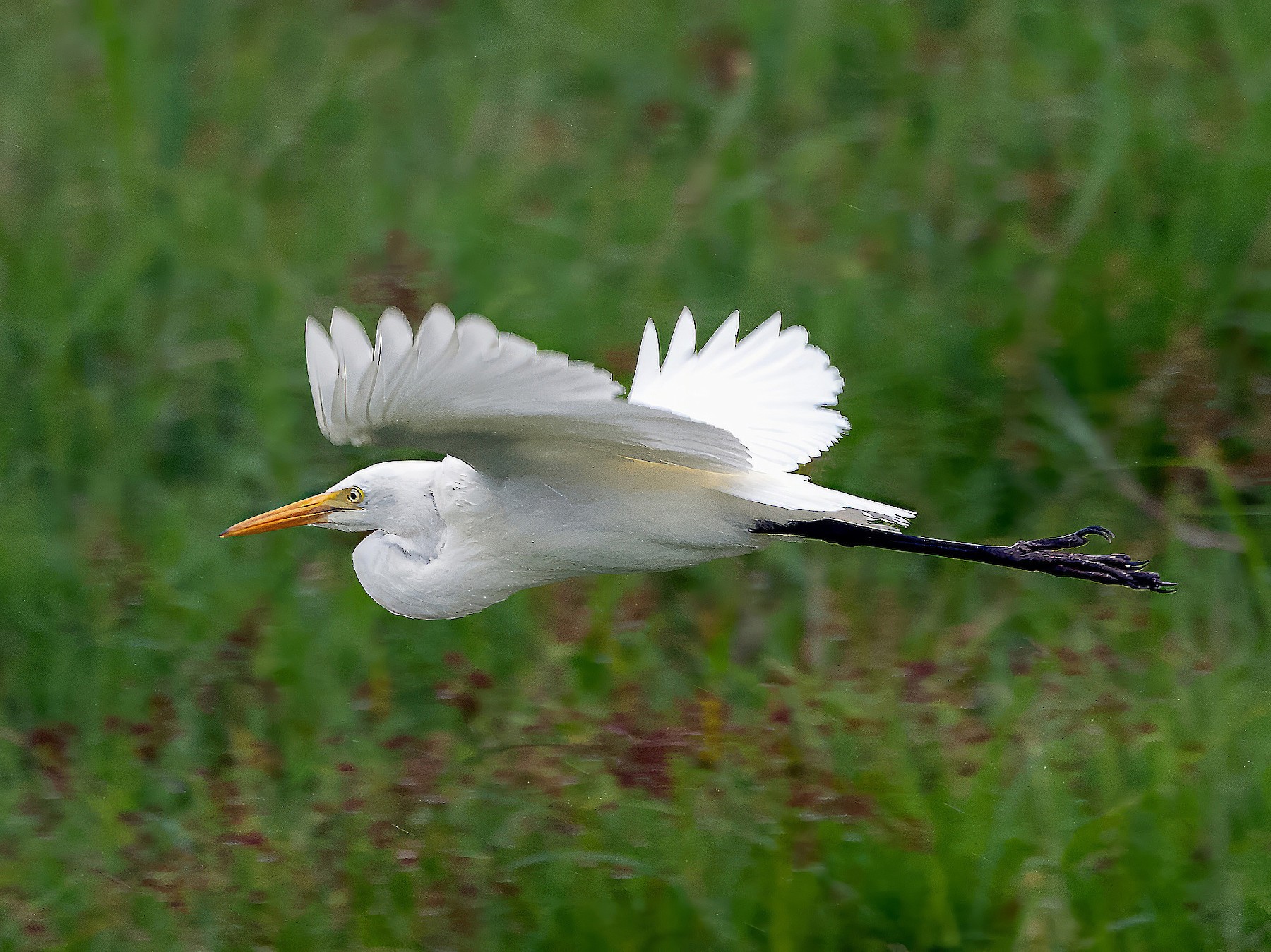 Yellow-billed Egret - George Pagos