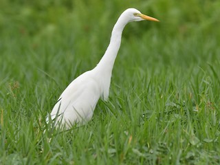  - Yellow-billed Egret