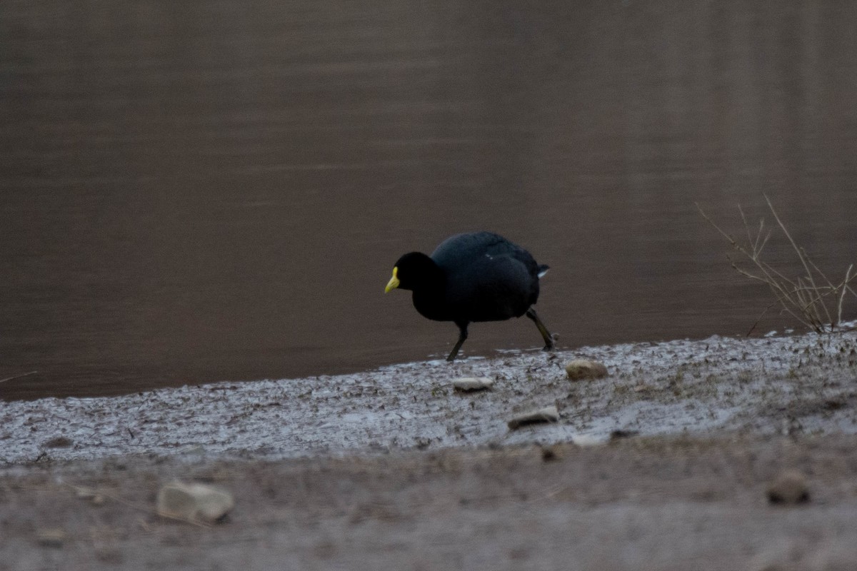 White-winged Coot - ML609471808