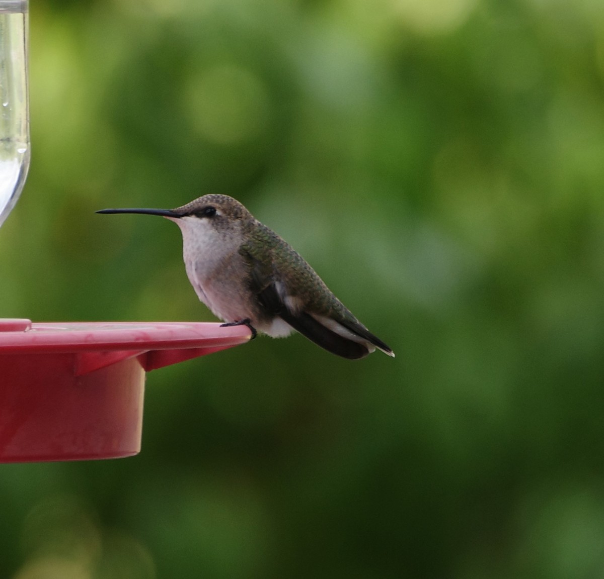 Black-chinned Hummingbird - ML609471848