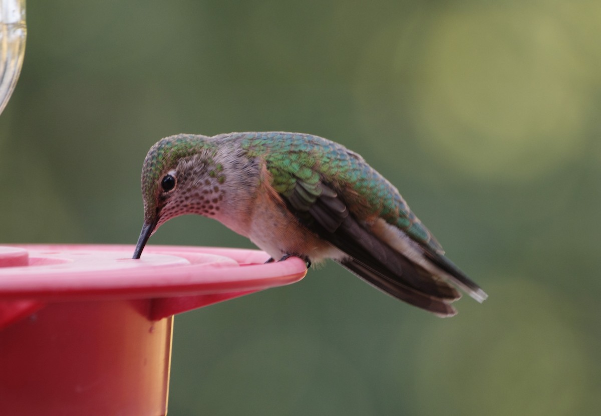 Broad-tailed Hummingbird - Coen Dexter