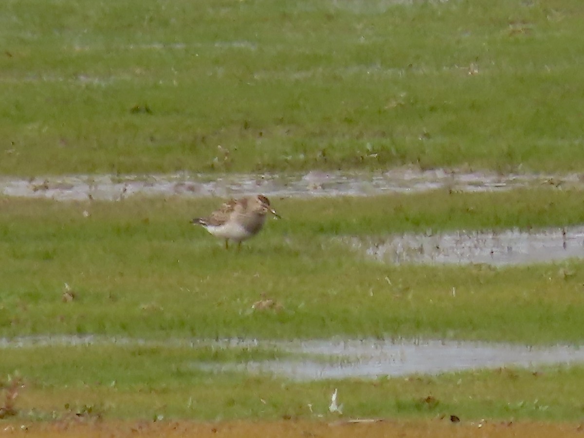 Pectoral Sandpiper - ML609472348