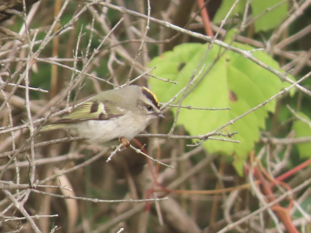 Golden-crowned Kinglet - ML609472362