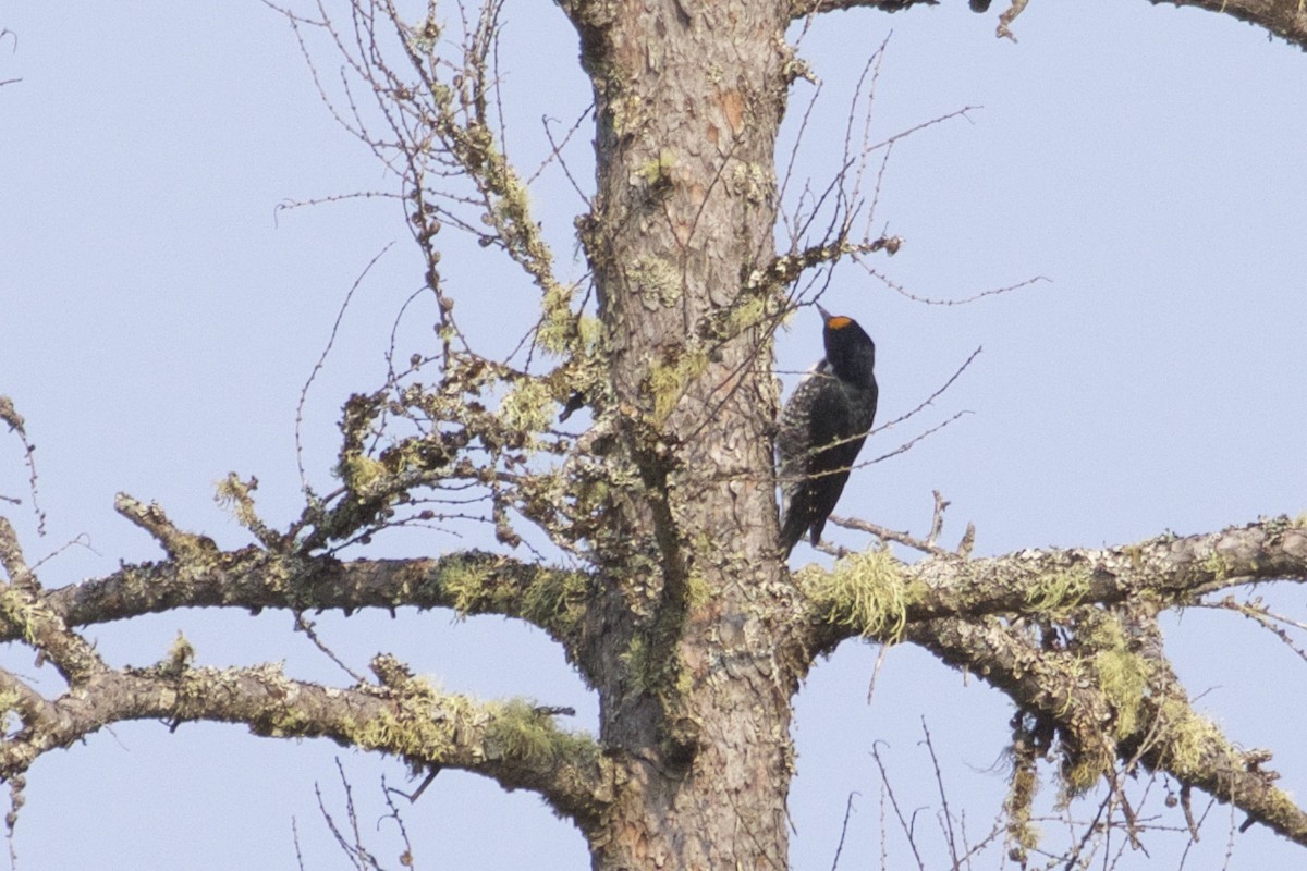Black-backed Woodpecker - ML609472555