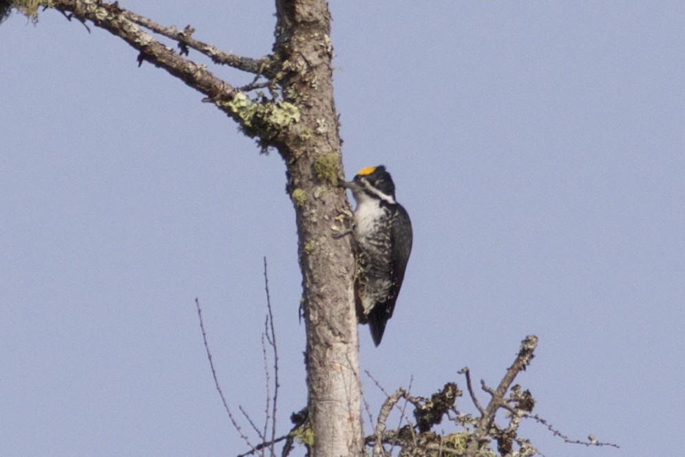 Black-backed Woodpecker - ML609472558