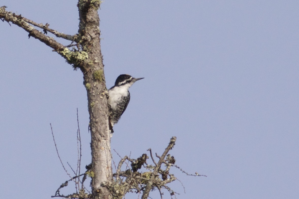 Black-backed Woodpecker - ML609472560