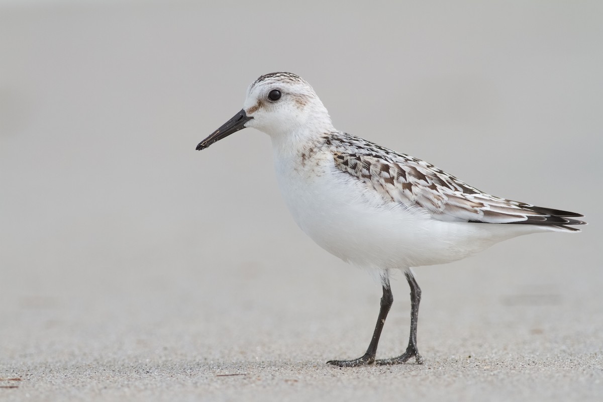 ebird-checklist-1-oct-2023-crane-beach-ttor-81-species-1