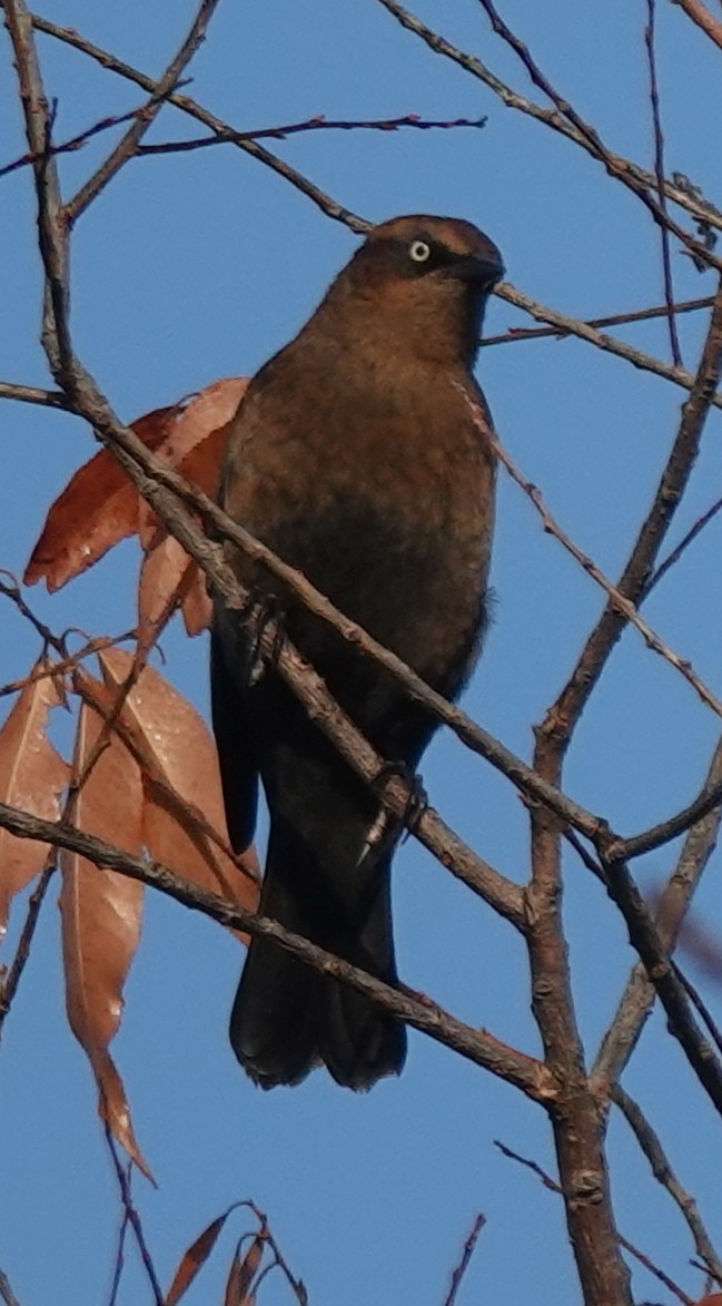 Rusty Blackbird - ML609472782