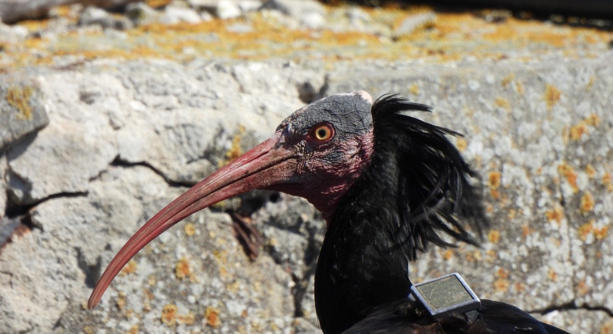skallet ibis - ML609472899