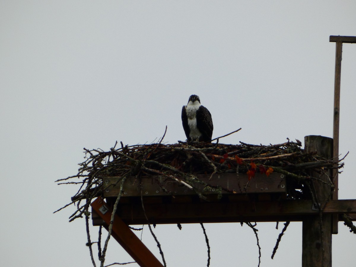 Osprey - ML609472979