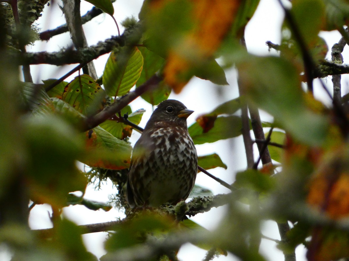Fox Sparrow - ML609473010