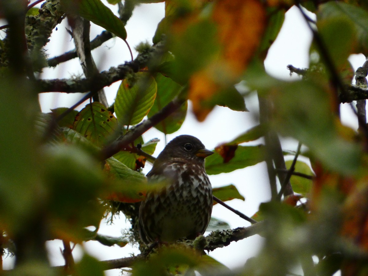 Fox Sparrow - ML609473011