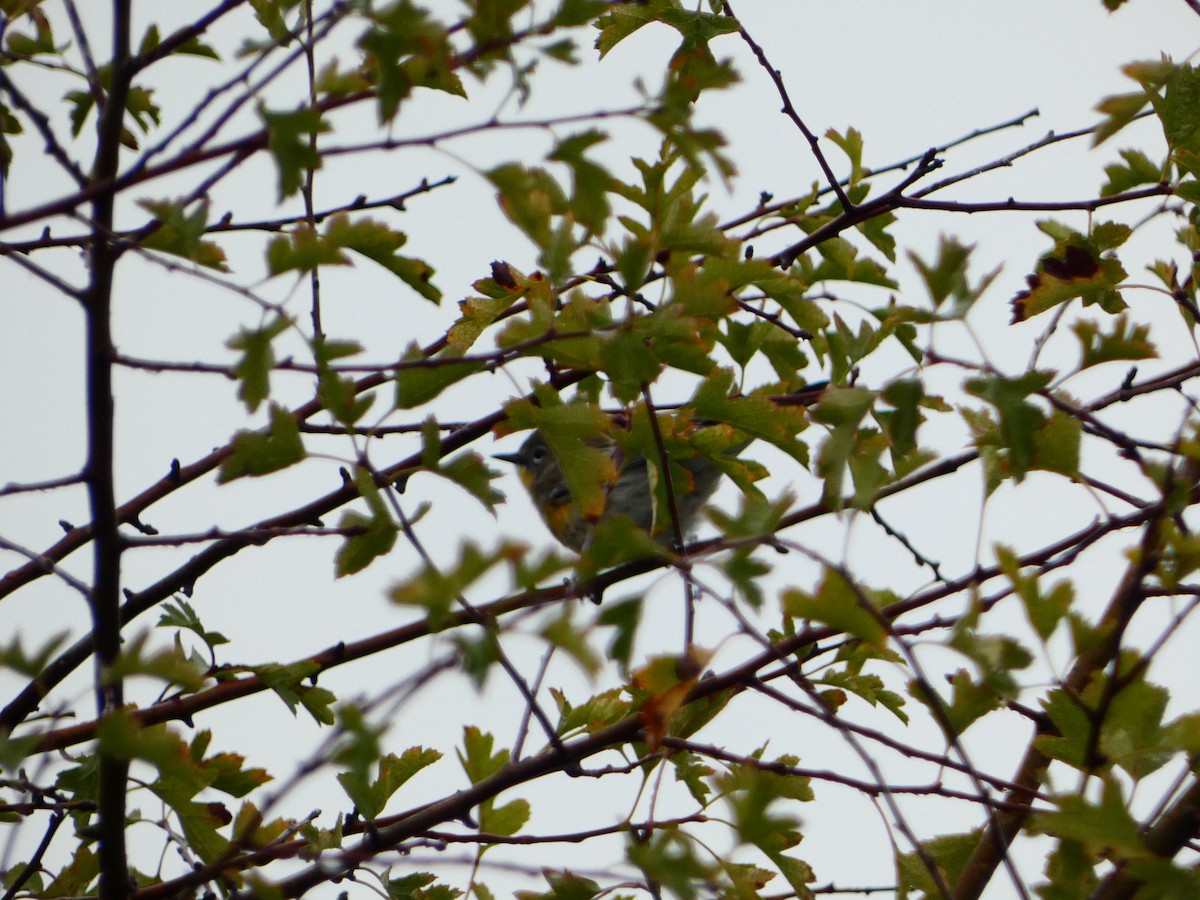 Yellow-rumped Warbler - ML609473051