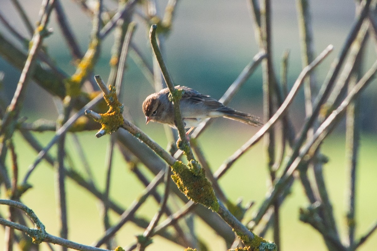 Chipping Sparrow - ML609473193