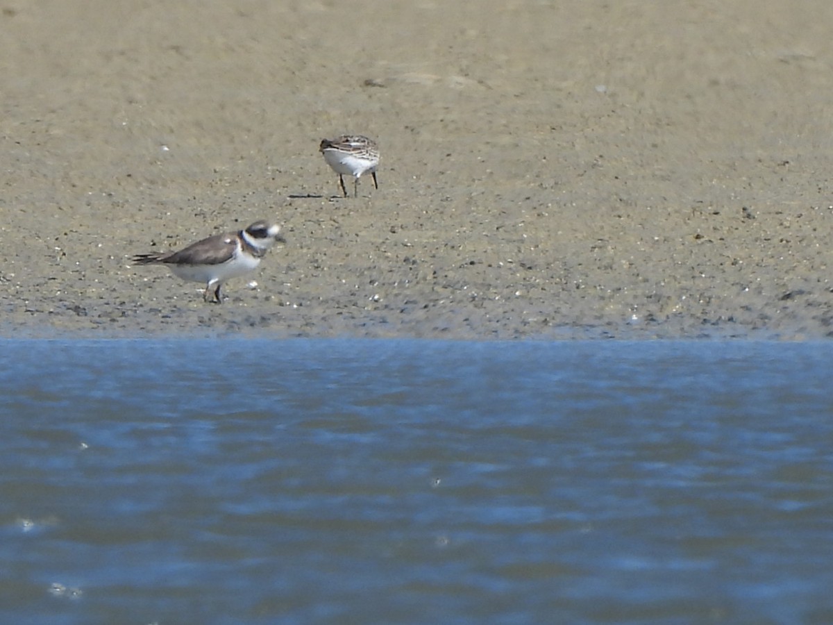 Common Ringed Plover - ML609473223