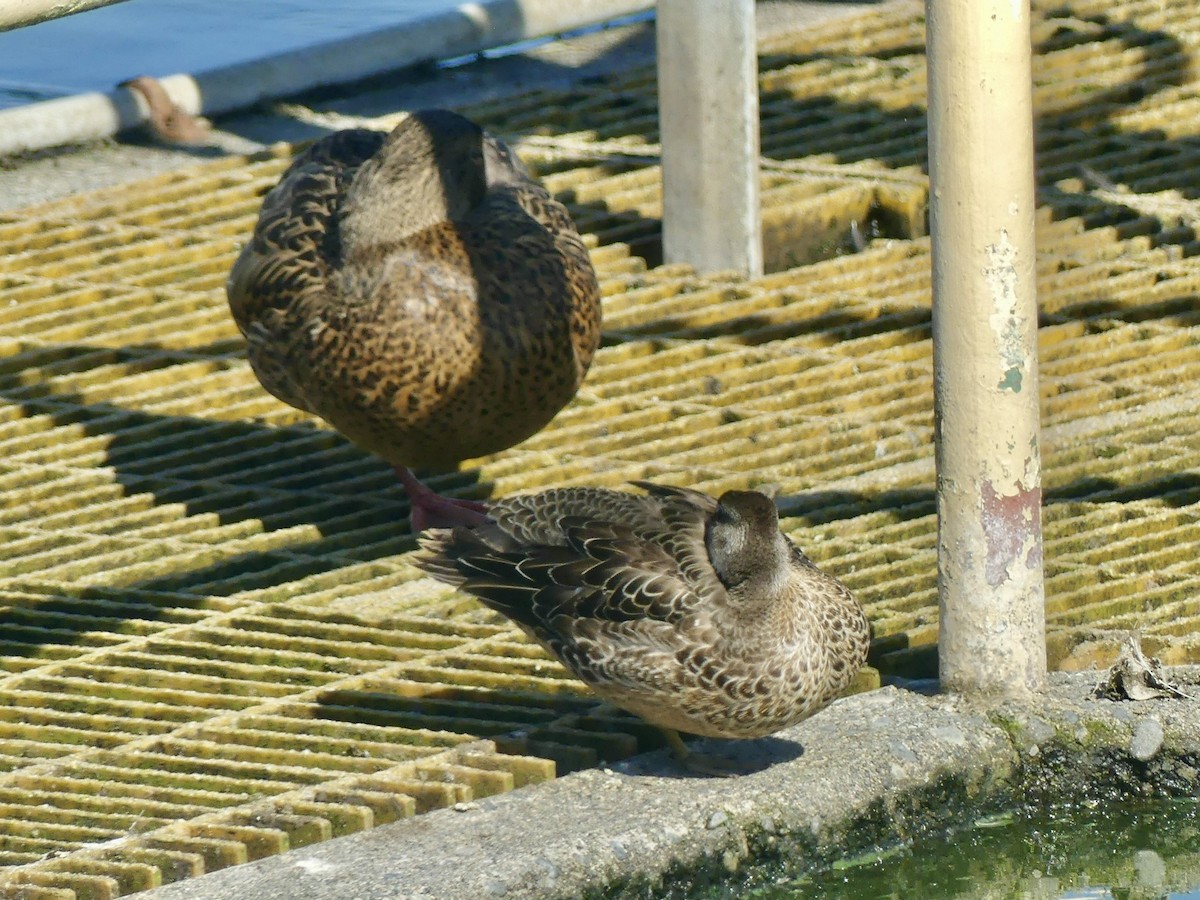 Cinnamon Teal - ML609473274