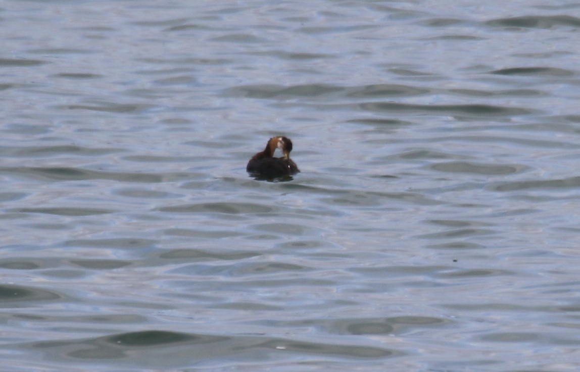 Red-necked Grebe - ML609473392
