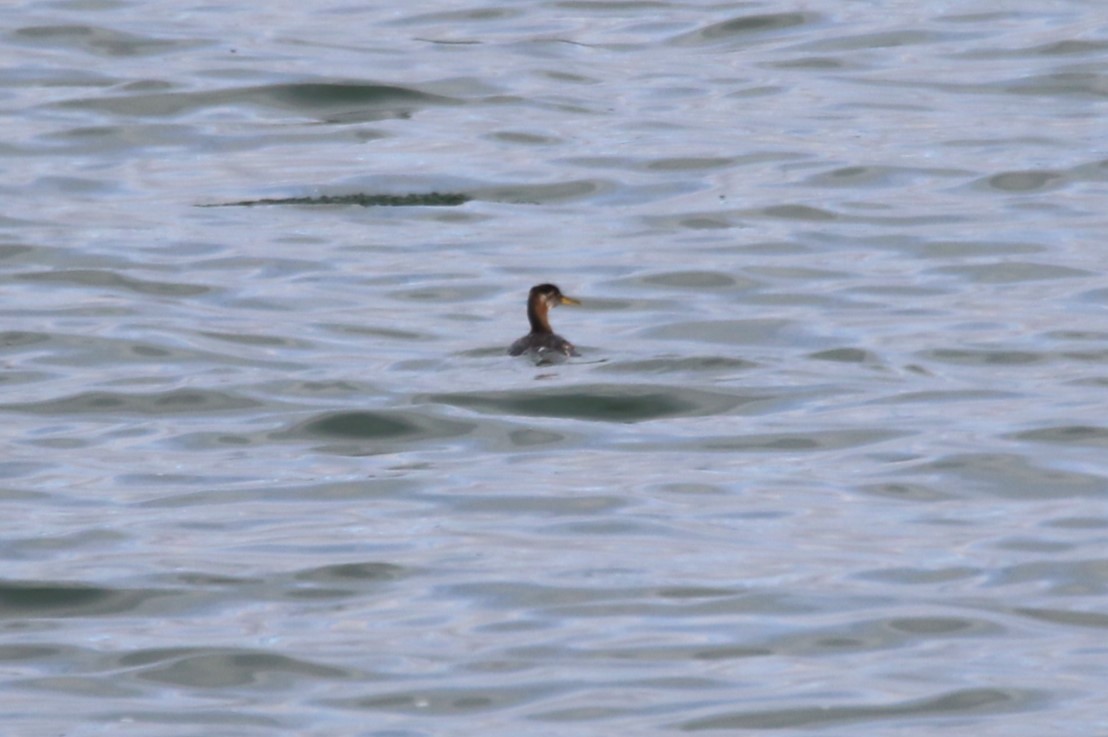 Red-necked Grebe - ML609473394