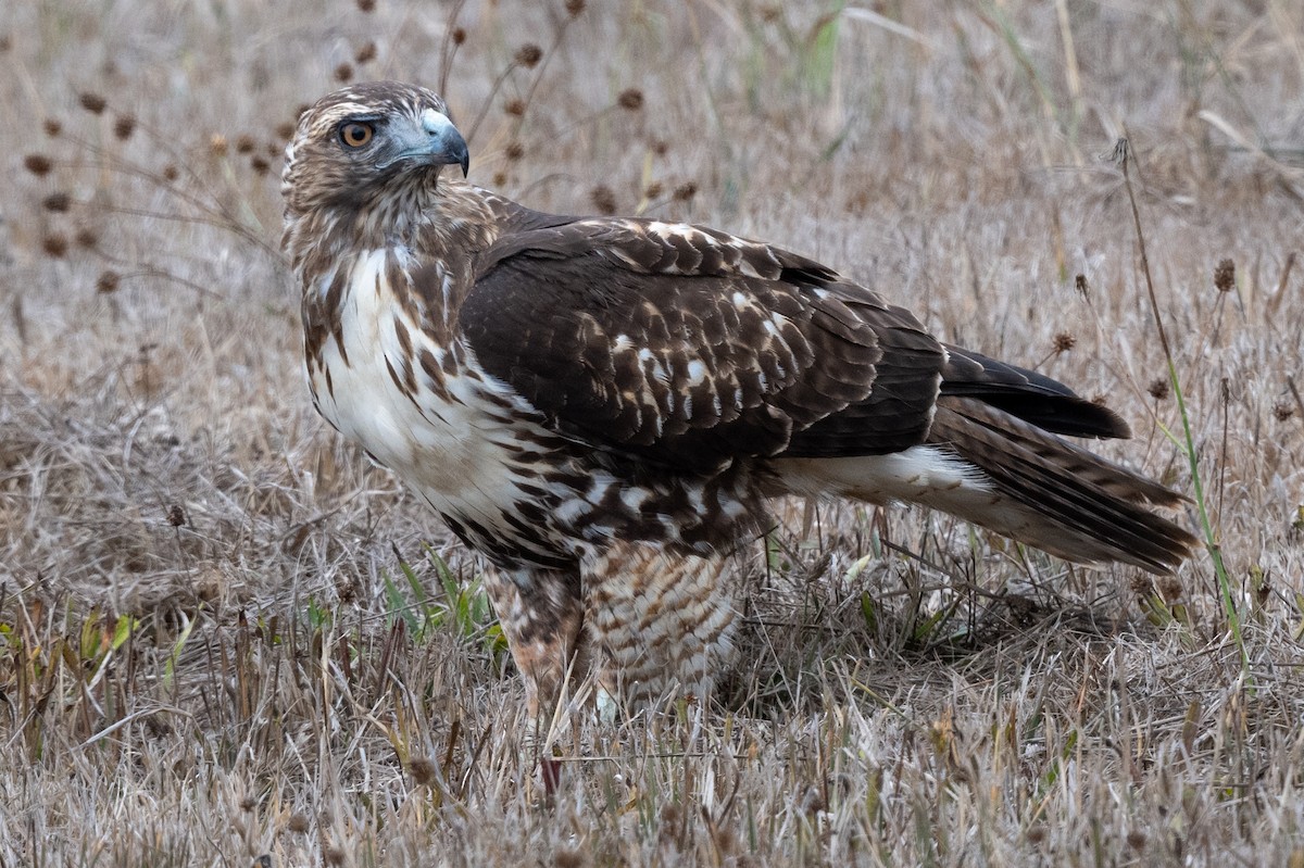 Red-tailed Hawk - ML609473514