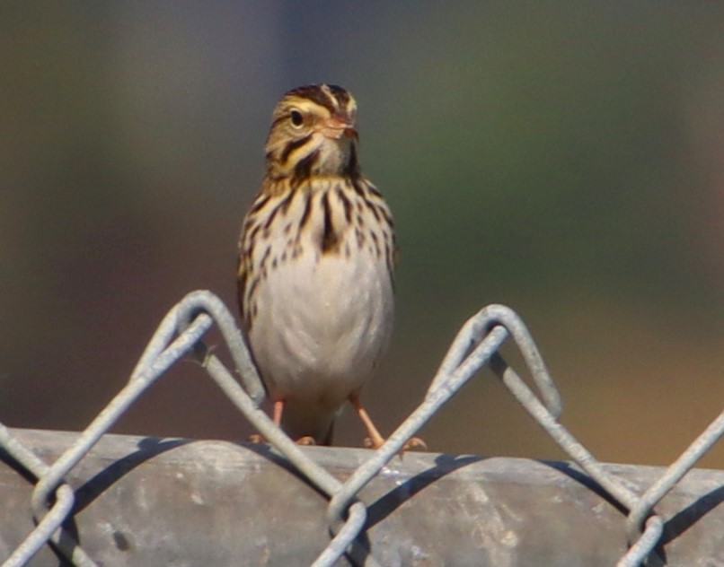 Savannah Sparrow - ML609473754