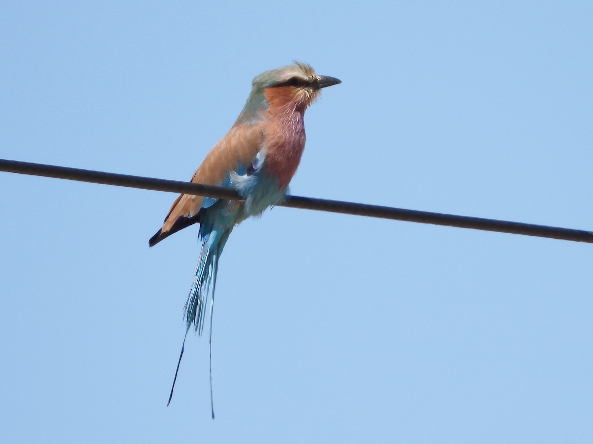 Lilac-breasted Roller - ML609474157