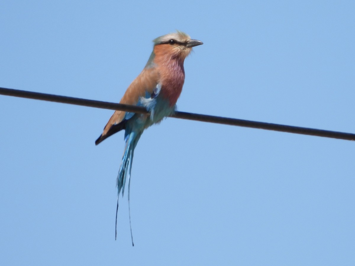 Lilac-breasted Roller - ML609474158