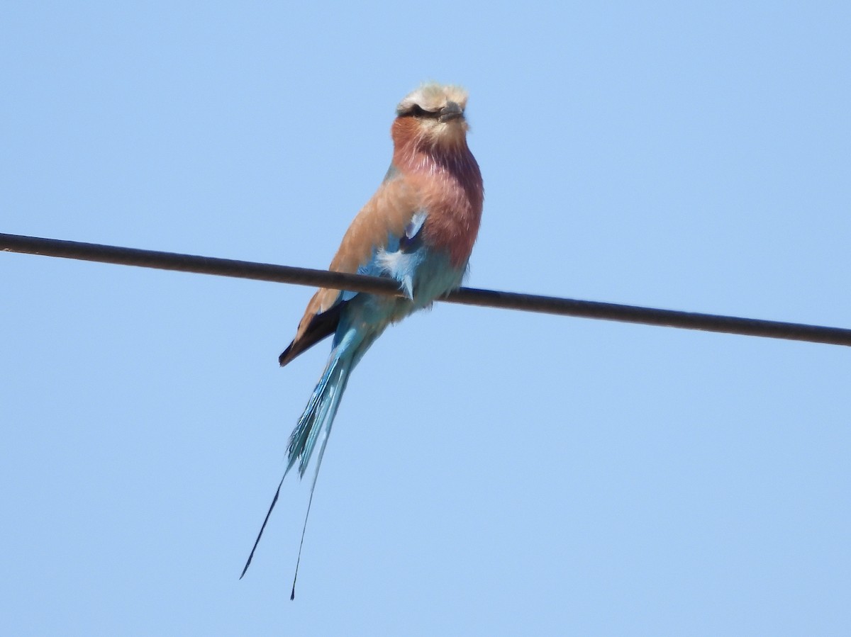 Lilac-breasted Roller - ML609474159