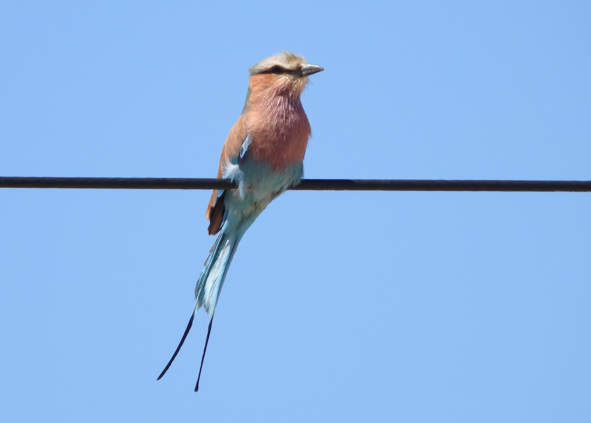 Lilac-breasted Roller - ML609474160