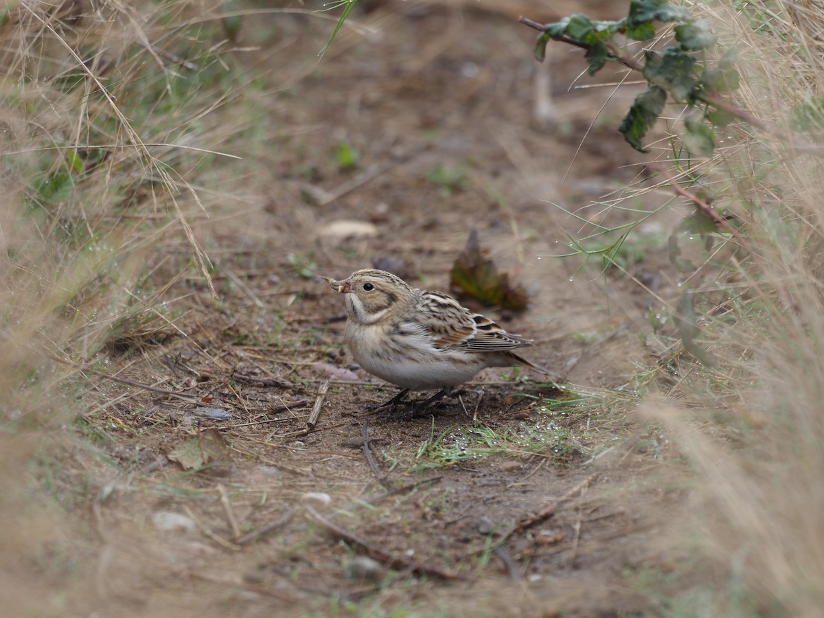Lapland Longspur - ML609474234