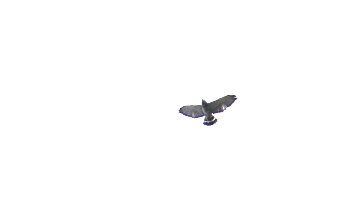 Broad-winged Hawk - ML609474538