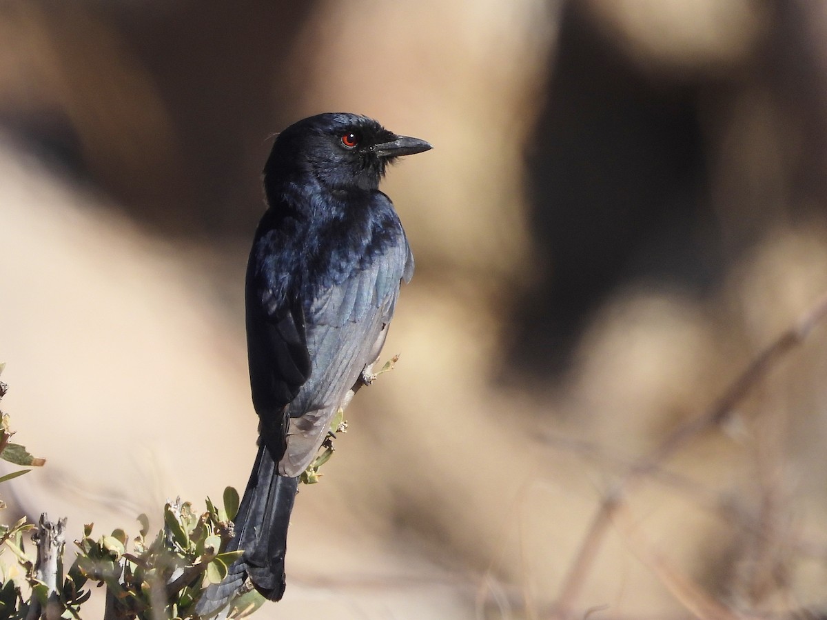 Fork-tailed Drongo - ML609474608