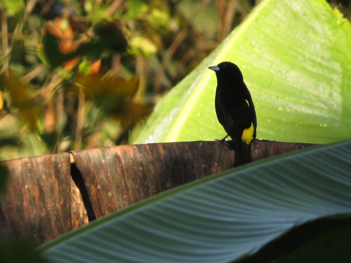 Flame-rumped Tanager (Lemon-rumped) - ML609474629