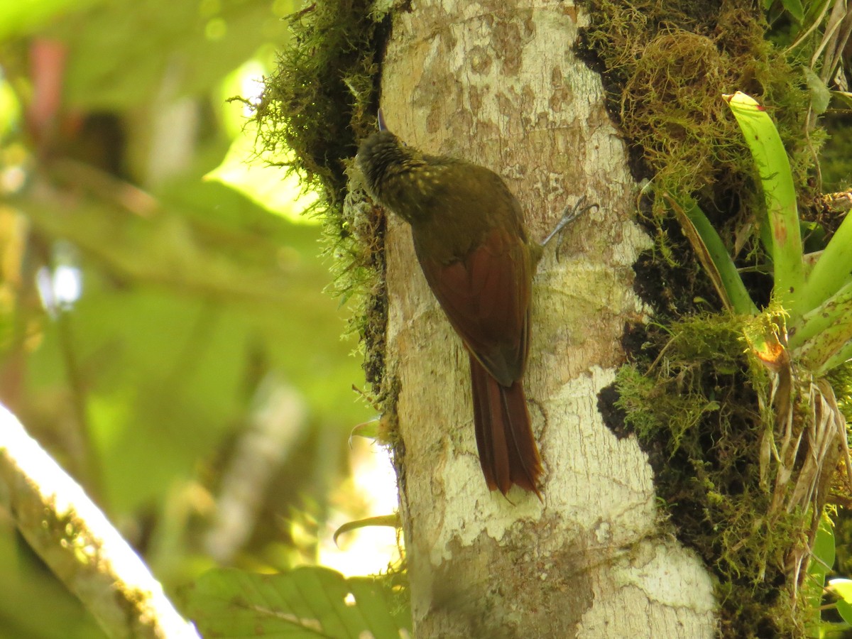 Spotted Woodcreeper - ML609474709