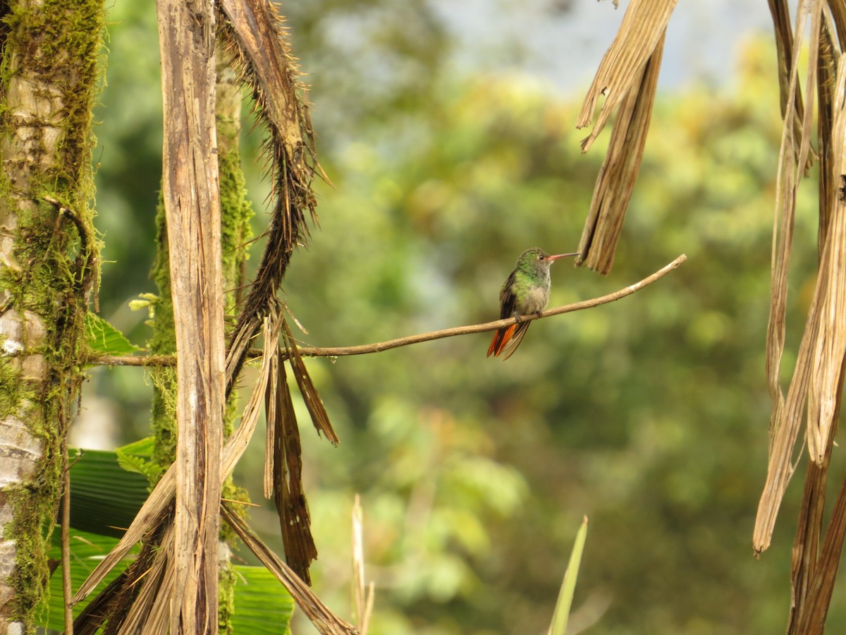 Rufous-tailed Hummingbird - ML609474771