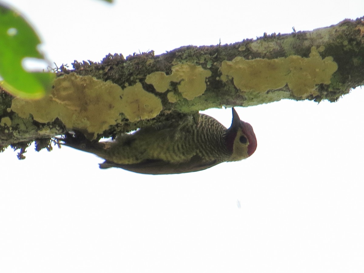 Golden-olive Woodpecker - ML609474811