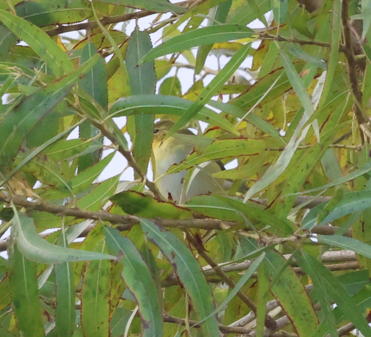 ebird-checklist-1-oct-2023-ken-malloy-harbor-regional-park-58-species